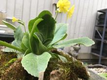 Primula auricula var. albocincta