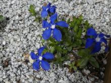 Gentiana verna ssp. pontica