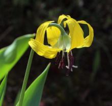 Erythronium grandiflorum
