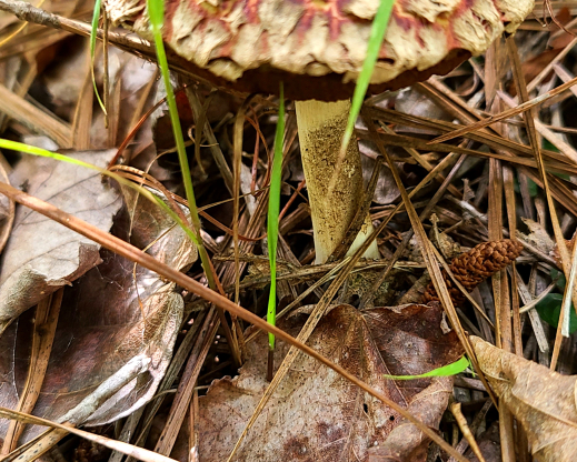 Unknown mushroom Unknown mushroom