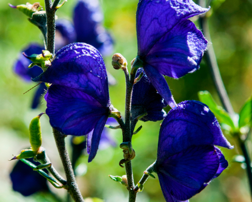 Aconitum napellus
