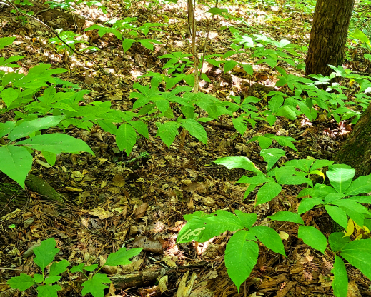 Aesculus parviflora in a shaded ravine. Aesculus parviflora in a shaded ravine.