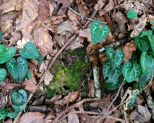 Asarum shuttleworthii Asarum shuttleworthii