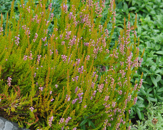 Calluna vulgaris ‘Glenfiddich’