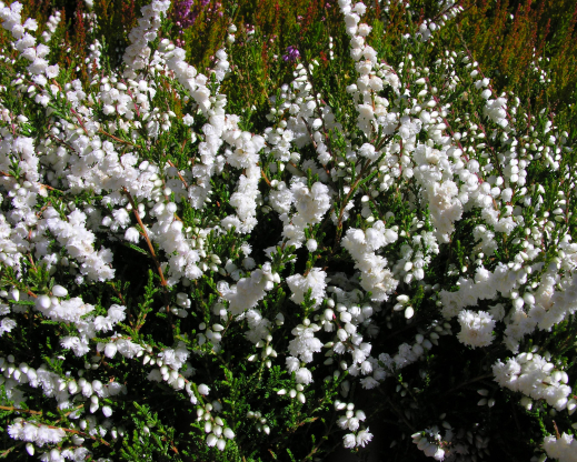 Calluna vulgaris ‘Kinlochruel’
