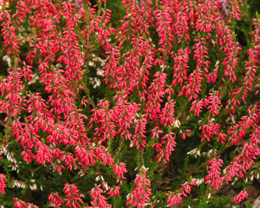 Calluna vulgaris 'Svenja'