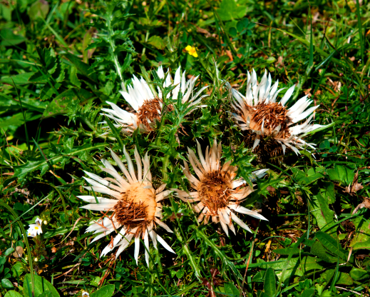 Carlina acaulis