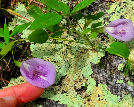 Clitoria mariana Clitoria mariana