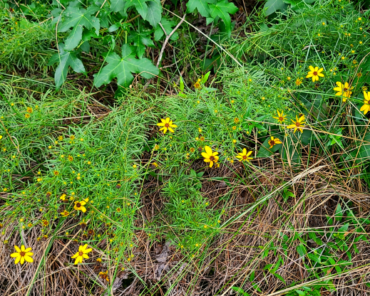 Coreopsis verticillata near a sandstone glade Coreopsis verticillata near a sandstone glade