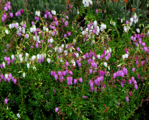 Daboecia cantabrica ‘Bicolor’