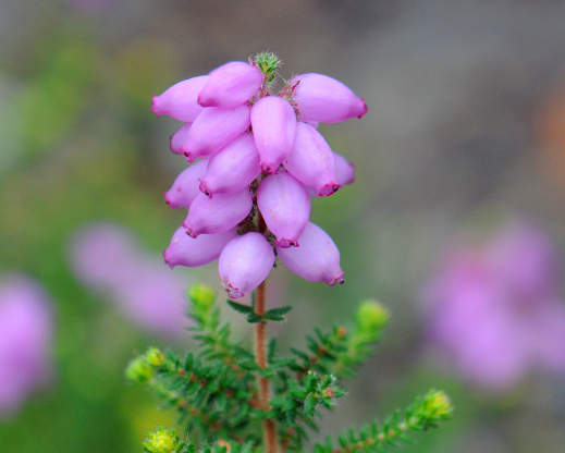 Erica x watsonii ‘Dawn’