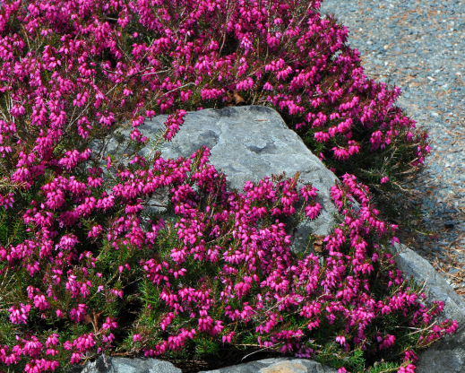 Erica carnea ‘Myretoun Ruby’ 