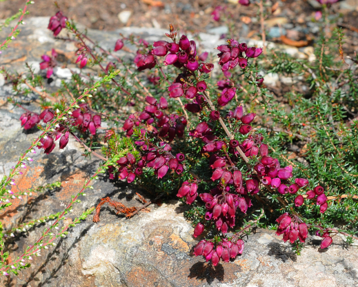 Erica cinerea ‘Velvet Night’