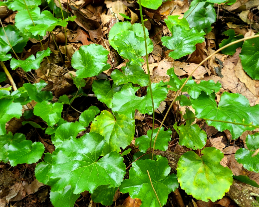 Galax urceolata with ruffled, glossy leaves Galax urceolata with ruffled, glossy leaves