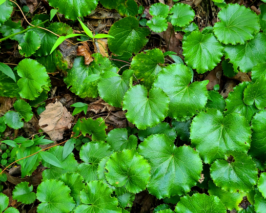 Galax urceolata with scalloped leaf margins. Galax urceolata with scalloped leaf margins.