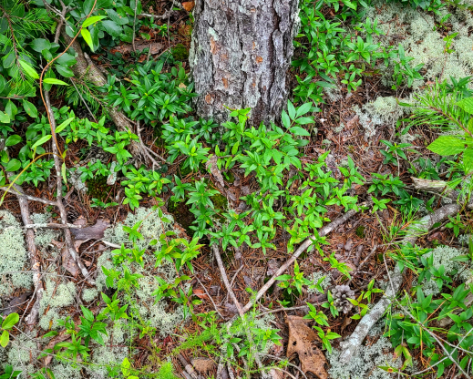 Yellow jessamine (Gelsemium sempervirens) on a dry sandstone ridge under a pine. Yellow jessamine (Gelsemium sempervirens) on a dry sandstone ridge under a pine.