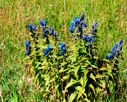 Gentiana asclepiadea