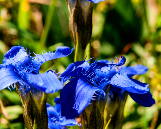 Gentiana ciliata   
