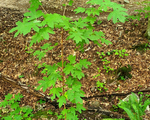 Hydrangea quercifolia growing as an understory tree Hydrangea quercifolia growing as an understory tree