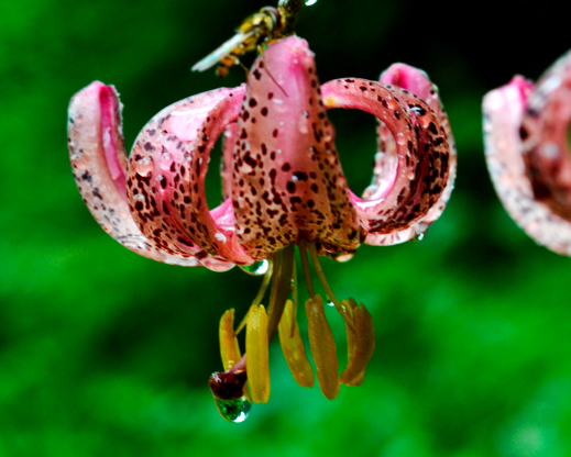 Lilium martagon
