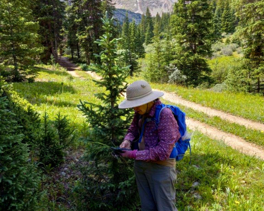 Denver Botanic Gardens botanist Loraine Yeatts on our second collecting trip to Grizzly Gulch on July 21, 2022, with Grizzly Peak in the distance.