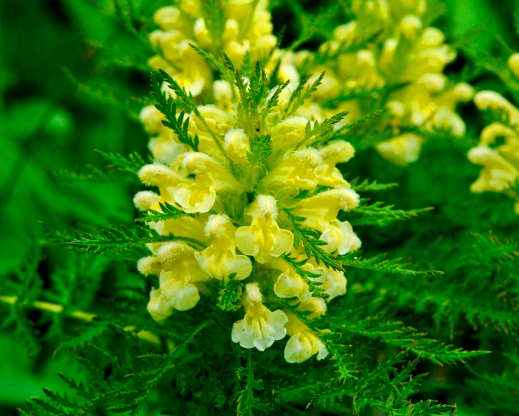 Pedicularis foliosa
