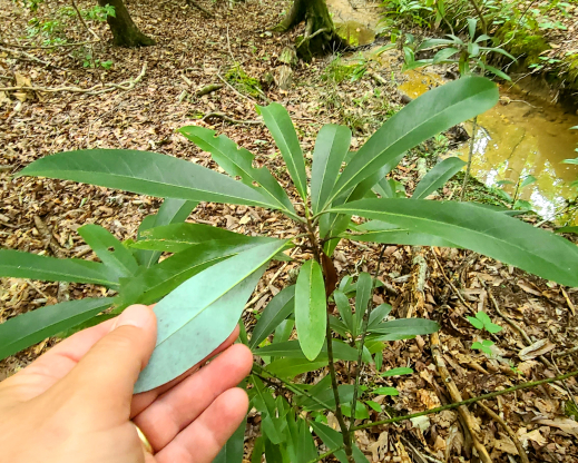 Persea borbonia Persea borbonia