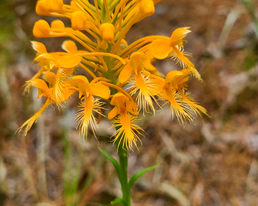 Yellow fringed orchid (Platanthera ciliaris) Yellow fringed orchid (Platanthera ciliaris)