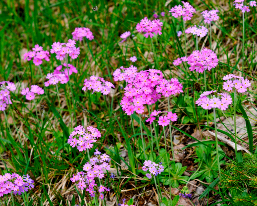 Primula farinosa