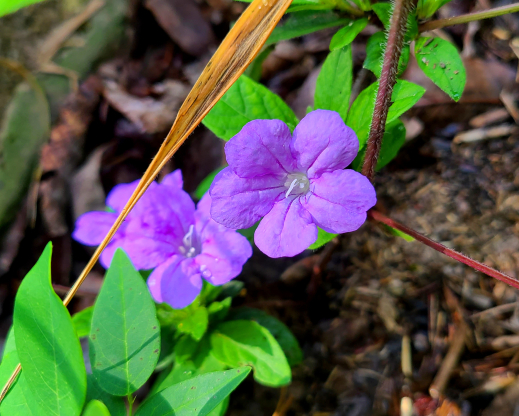 Ruellia sp Ruellia sp