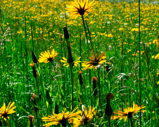 Tragopogon pratensis