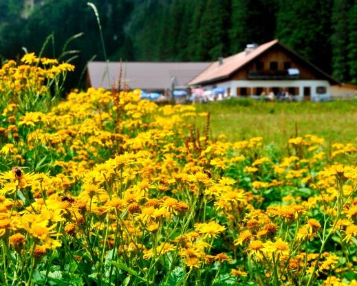 Vilsalpe with Senecio alpinus