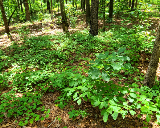 Muscadine grape (Vitis rotundifolia) growing as a ground cover Muscadine grape (Vitis rotundifolia) growing as a ground cover