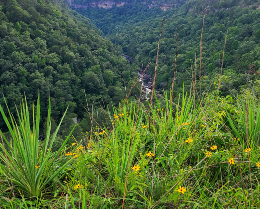 Yucca filamentosa on a sandstone ledge Yucca filamentosa on a sandstone ledge