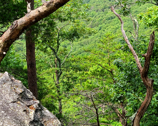 The view from Cheaha Mountain The view from Cheaha Mountain