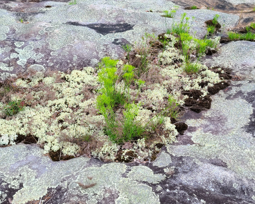Lichen and plant communities on dry sandstone . Lichen and plant communities on dry sandstone .