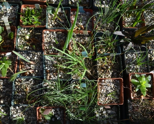 Flats of bulbs growing in pots Flats of bulbs growing in pots
