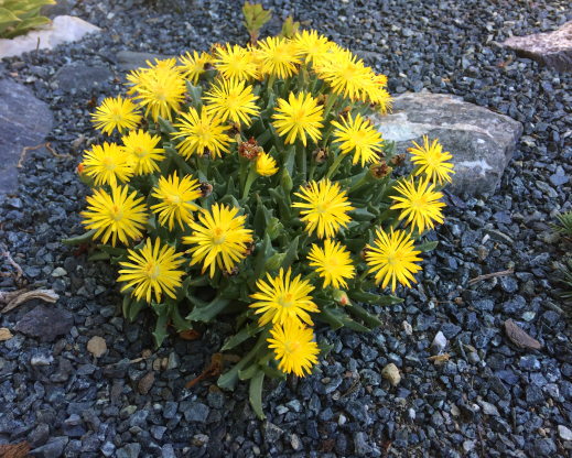 Chasmatophyllum musculinum    