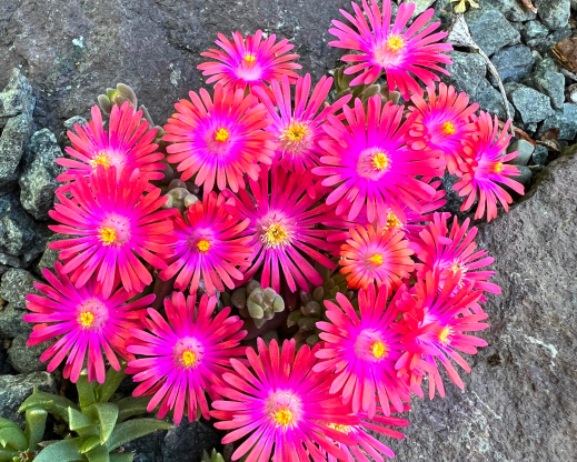 A Delosperma seeding A Delosperma seeding