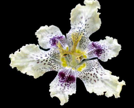 Ferraria densepunctulata Ferraria densepunctulata