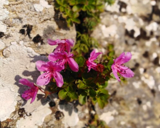 T. camtschaticum in a rocky rift, Sakhiline, Chehov mountain