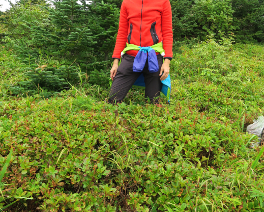 Therorhodion glandulosum on Cape Orlov in the  Khabarovsk region, Russia