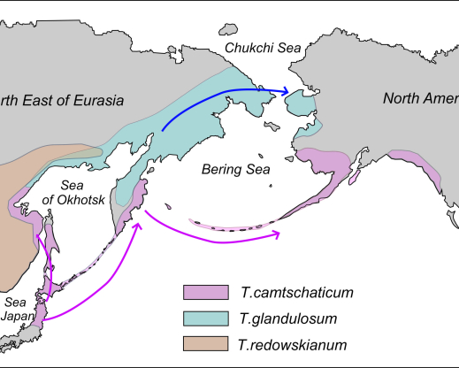 Range of Therorhodion species, with arrows showing their past migrations. 