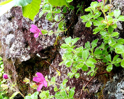 Therorhodion camtschaticum in a rocky rift of  Mendeleev volcano on  Kunashir Island