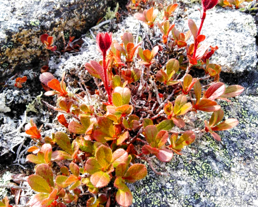 Fall color on Therorhodion glandulosum in Magadan, Russia