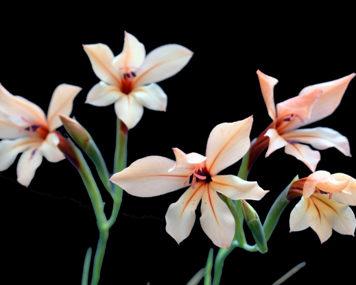 Gladiolus miniatus Gladiolus miniatus