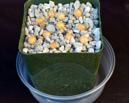 Haemanthus deformis seeds Haemanthus deformis seeds