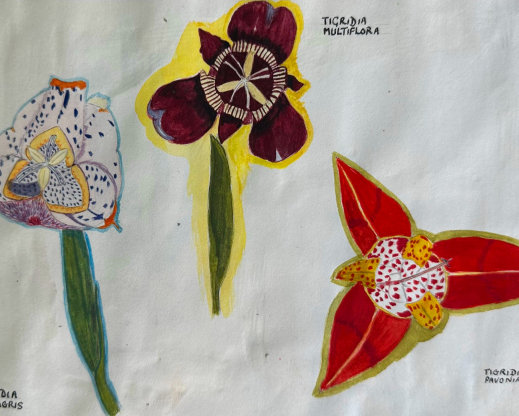 Sally Walker's botanical illustrations