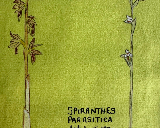 Sally Walker's botanical illustrations