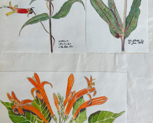 Sally Walker's botanical illustrations